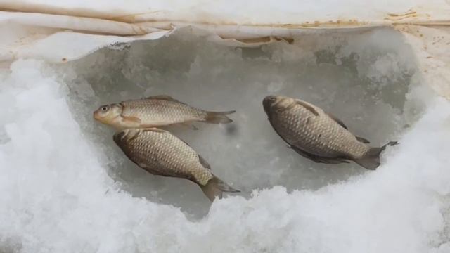 Рыбалка Зима 2018 Чаусовский пруд Белгородская обл. 24.02.18 Караси. смотреть онлайн