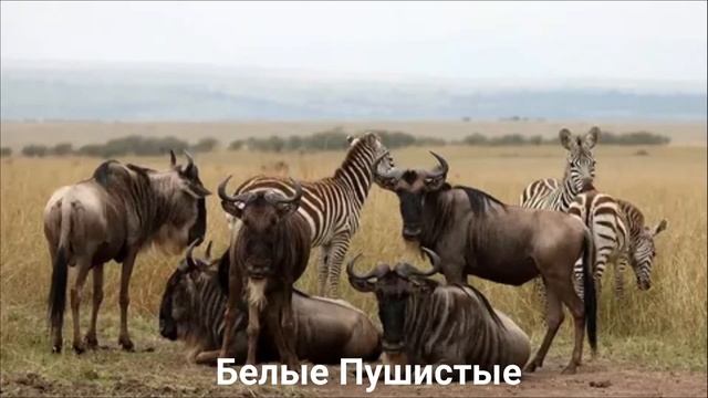 АНТИЛОПА ГНУ/Копытные/Животные/Интересные факты смотреть онлайн