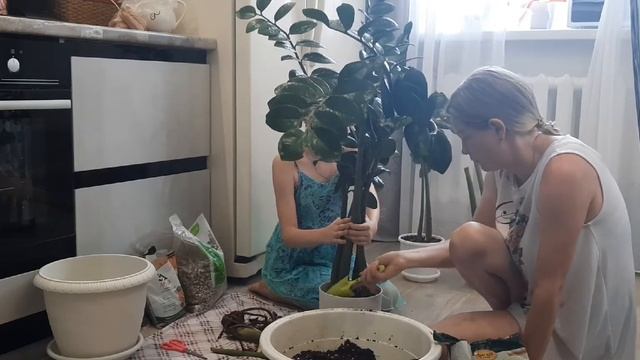 /Комнатные растения/ Сажаем огромный замиокулькас и фикус/ Ох,как это трудно??) смотреть онлайн