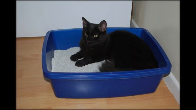 ходят ли две кошки в один лоток смотреть онлайн