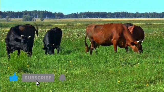 Учим Животных на английском Петух Лошадь Собака Носорог Корова Развивающие Мультики для Детей смотреть онлайн