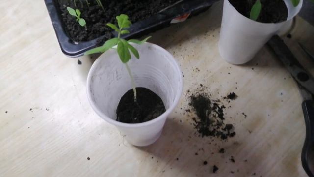 видео для Гали, пикировка томатов смотреть онлайн