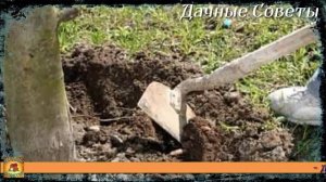 От ЭТОЙ подкормки ЯБЛОНИ будут ломиться от УРОЖАЯ Подкормите этим всего ОДИН раз в ПЯТЬ лет.mp4