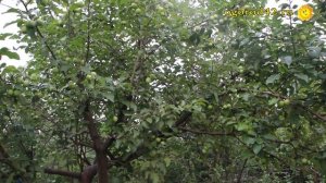 Какие груши нужно выращивать в Сибири