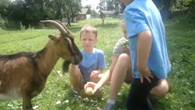 слишком много еды для козы !!! смотреть онлайн