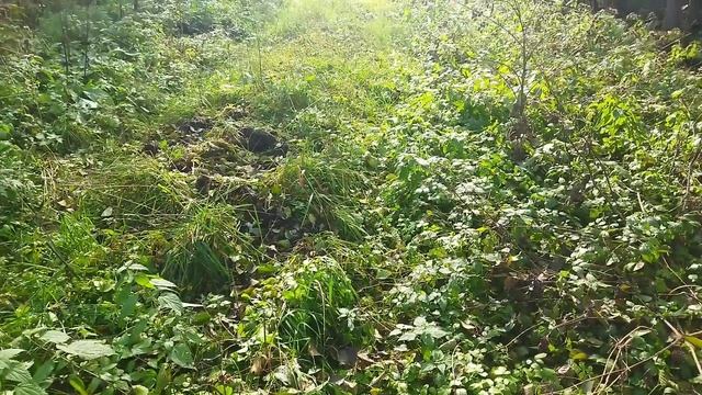 Осенний коп металла. Разведали два торфяника смотреть онлайн