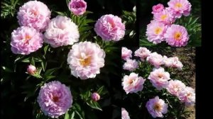 Травянистые ПИОНЫ-лучшие сорта.ТОП-26.The best varieties of peonies