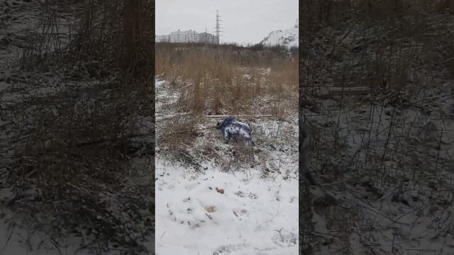Психика и поведение у собаки после стерилизации смотреть онлайн