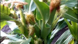 ВЫРАЩИВАНИЕ МИНИ КУКУРУЗЫ. Мой опыт