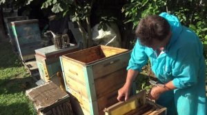 Объединение роев из ловушек