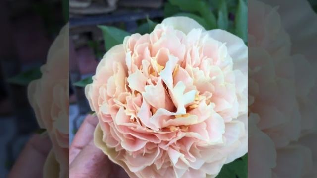 пион Эльза Вон Брабант(видео -2), peony Elsa Von Brabant смотреть онлайн