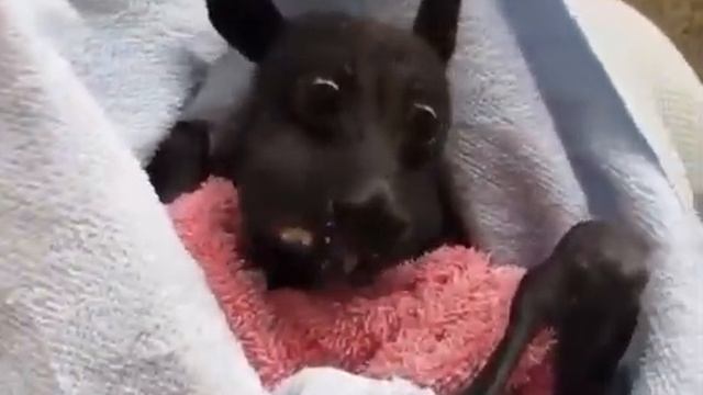 кормление животного бананом смотреть онлайн