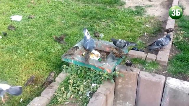 Скворцы пируют на помойке в СВАО смотреть онлайн