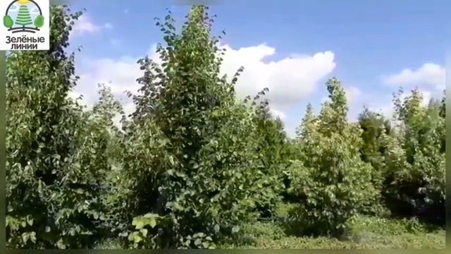 Липа солитер 5 - 6 метров видео из питомника саженцев смотреть онлайн