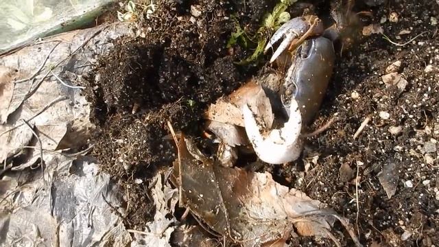 Кто прячется в грунте аквариума? смотреть онлайн