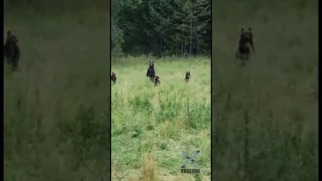 Медведи! Смирно! смотреть онлайн