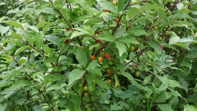 Гуми или лох многоцветковый плодовый кустарник с вкусными и красивыми ягодами