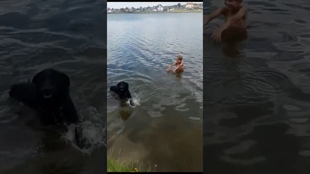 Кадры с прогулки с собачками ? смотреть онлайн