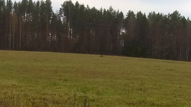 ТИЗЕР Охота на зайца 04.11.2023 смотреть онлайн