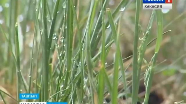 Грант Таштыпской школы № 1 16 05 2016 смотреть онлайн