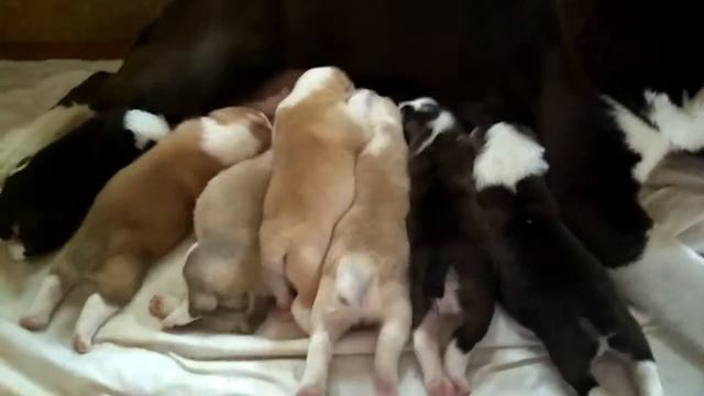 Кормление щенков среднеазиатской овчарки. Детки Суматры. Возраст 7 дней смотреть онлайн