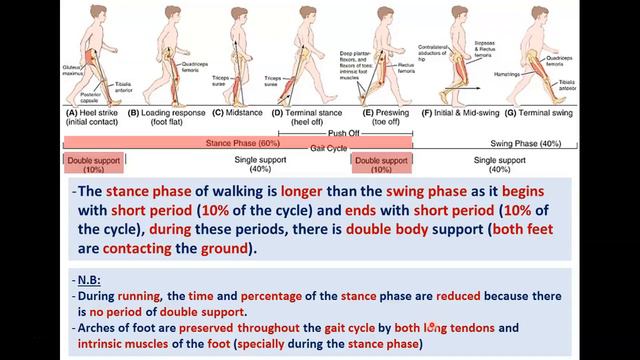 Gait Cycle (Mechanism of Walking) - Dr. Ahmed Farid смотреть онлайн