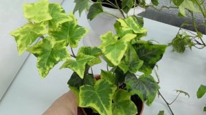 Плющ - Хедера. Маленькие хитрости в выращивании ????☘️#комнатныерастения #плющ #комнатныецветы