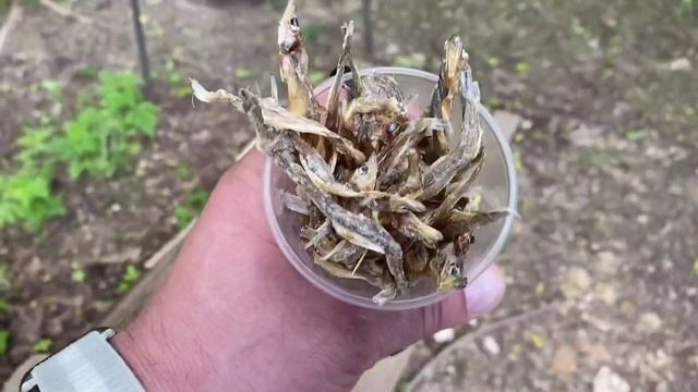 Изборск 2020 год смотреть онлайн