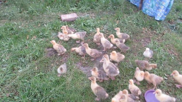 гуси утки - 20 апреля смотреть онлайн