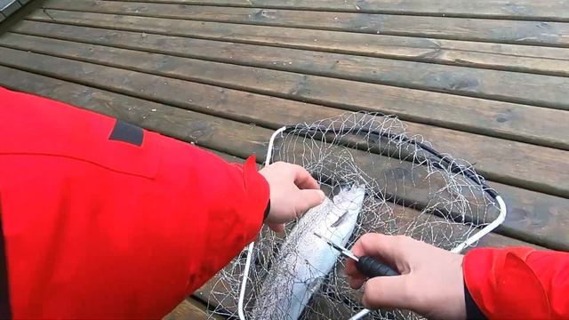 Бомбарда и резина против форели) Клуб Золотой Сазан на Новой Риге смотреть онлайн