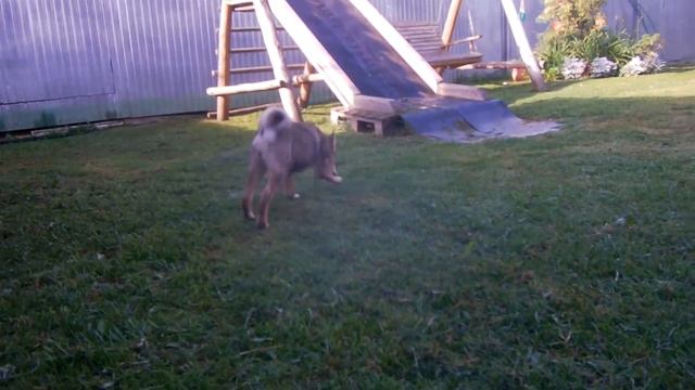 (ЗСЛ) . Щенок Лайка западносибирская 4 мес. смотреть онлайн