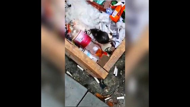 На щойно відремонтованій вул. Курчатова завелися щури смотреть онлайн