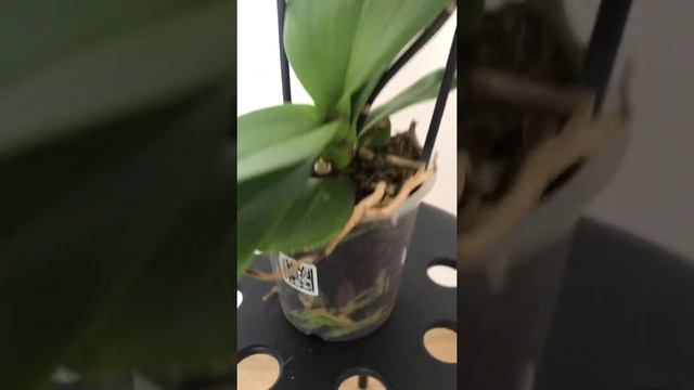 Фаленопсис Jillion каскад смотреть онлайн