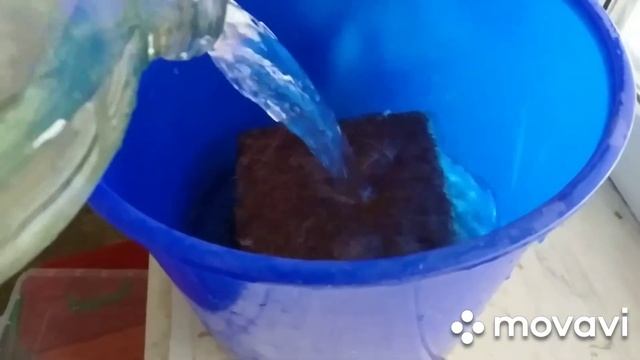 Жильё для улиток Ахатин смотреть онлайн