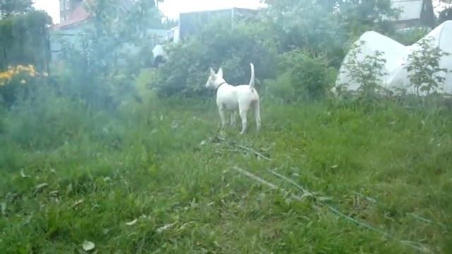 Охрана дачи