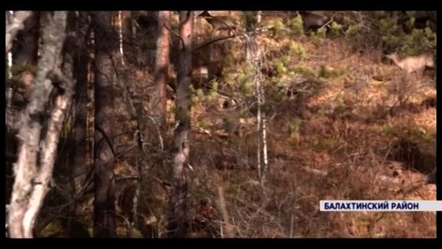 Уникальный питомник: в Балахтинском районе восстанавливают популяцию маралов смотреть онлайн