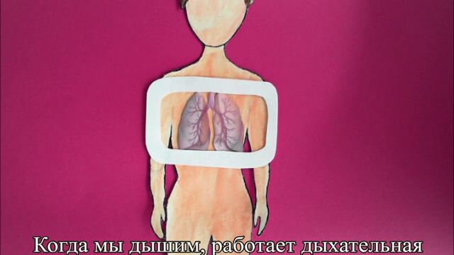 Органы человека смотреть онлайн