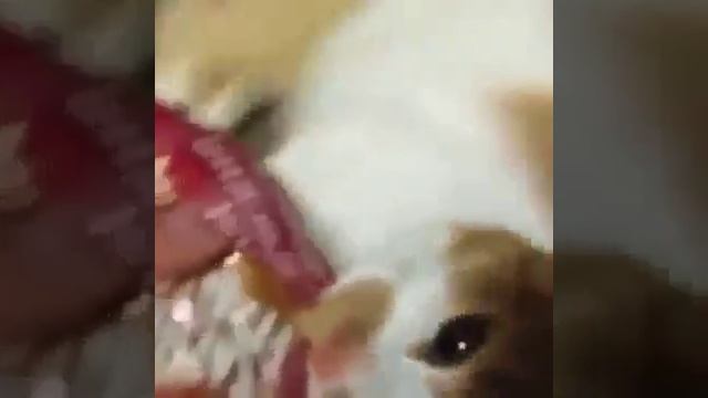 Кошка вцепилась в булку зубами и не отдаёт) смотреть онлайн