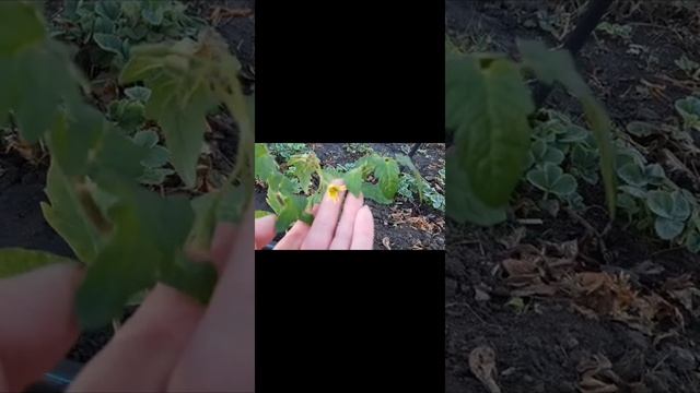 Как выглядит рассада ранней капусты и помидор, прошла неделя после посадки в парник.