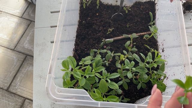 Черенкование метельчатой гортензии смотреть онлайн