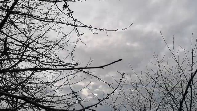 У Нас Закончилась Зима, Мои Детки Туи, Самшит в Порядке. смотреть онлайн