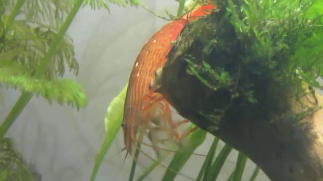 Фильтратор смотреть онлайн