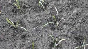 КРАСПЕДИЯ! Сажаем для срезки и в цветник.