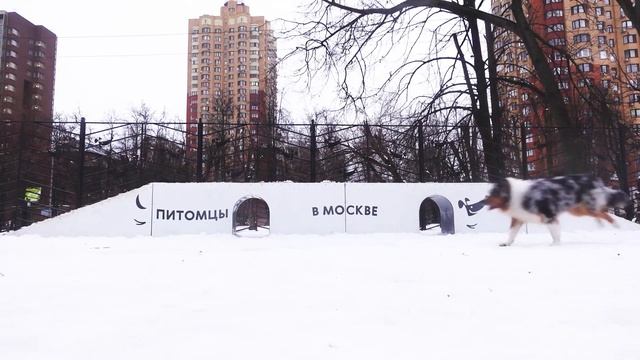 ПЕРВЫЕ ПРОГУЛКИ С ЩЕНКОМ АУССИ I собачьи друзья и собачья школа смотреть онлайн