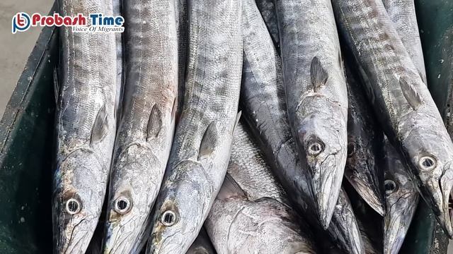 ওমান সাগরে বাংলাদেশি ক্রীতদাস | Oman Fishing | Oman Sea | Fishing Oman | Probash Time | Exclusive смотреть онлайн