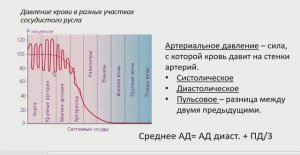 Артериальное Давление и его регуляция при физ.нагрузке и ортостазе