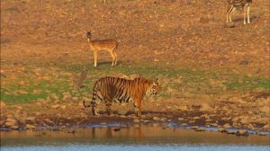 Секреты дикой Индии 2 серия «Хищники джунглей» (документальный сериал, 2012)