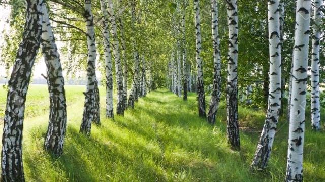 А.В.Клюев - Для Постижения Истины и Умаления эго всё на своих местах и продуктивной Духовной Работы смотреть онлайн