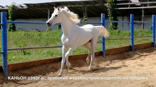 Продажа лошадей арабской породы конефермы Эквилайн, тел , WhatsApp +79883400208 Каньон 1992г р смотреть онлайн