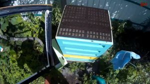 пчеловодство, решетка для сбора прополиса, сбор прополиса (записки новичка)